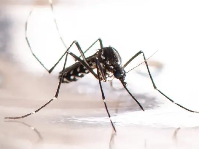 MOSQUITO.jpg
