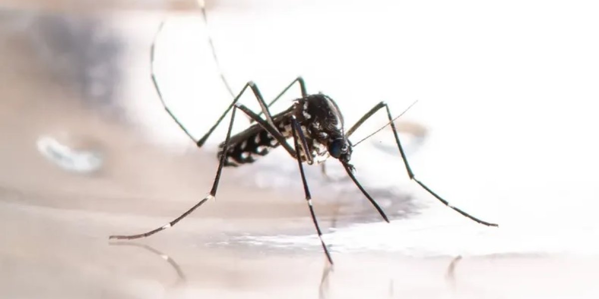 MOSQUITO.jpg