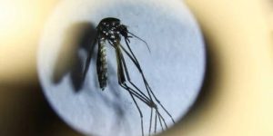 MOSQUITO.jpg