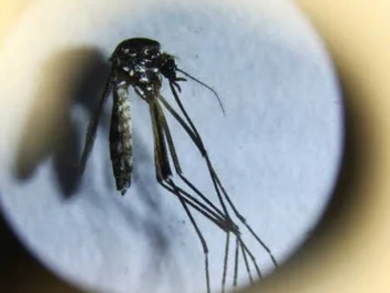 MOSQUITO.jpg