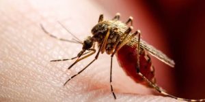MOSQUITO.jpg