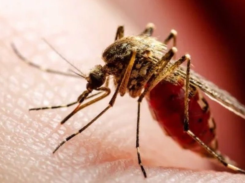 MOSQUITO.jpg