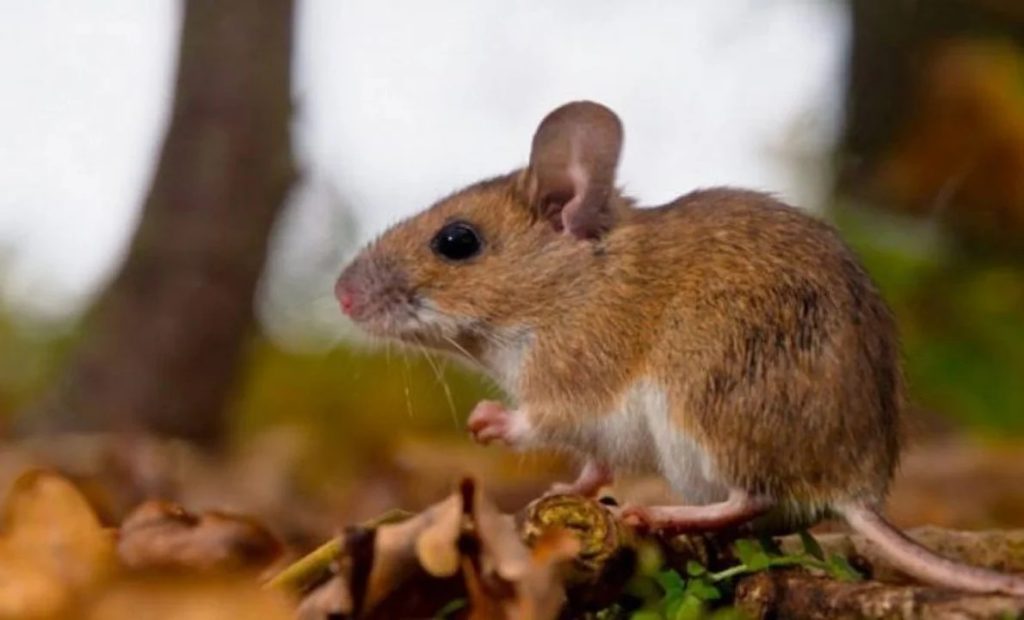 RATÓN.jpg
