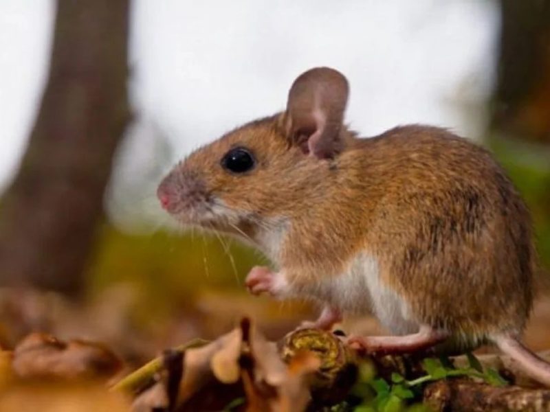 RATÓN.jpg