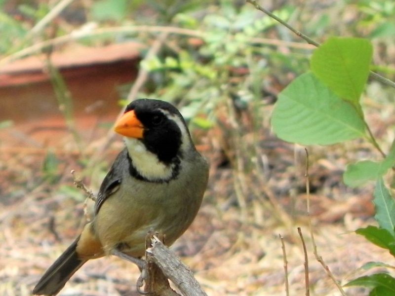 picahueso-1.jpg