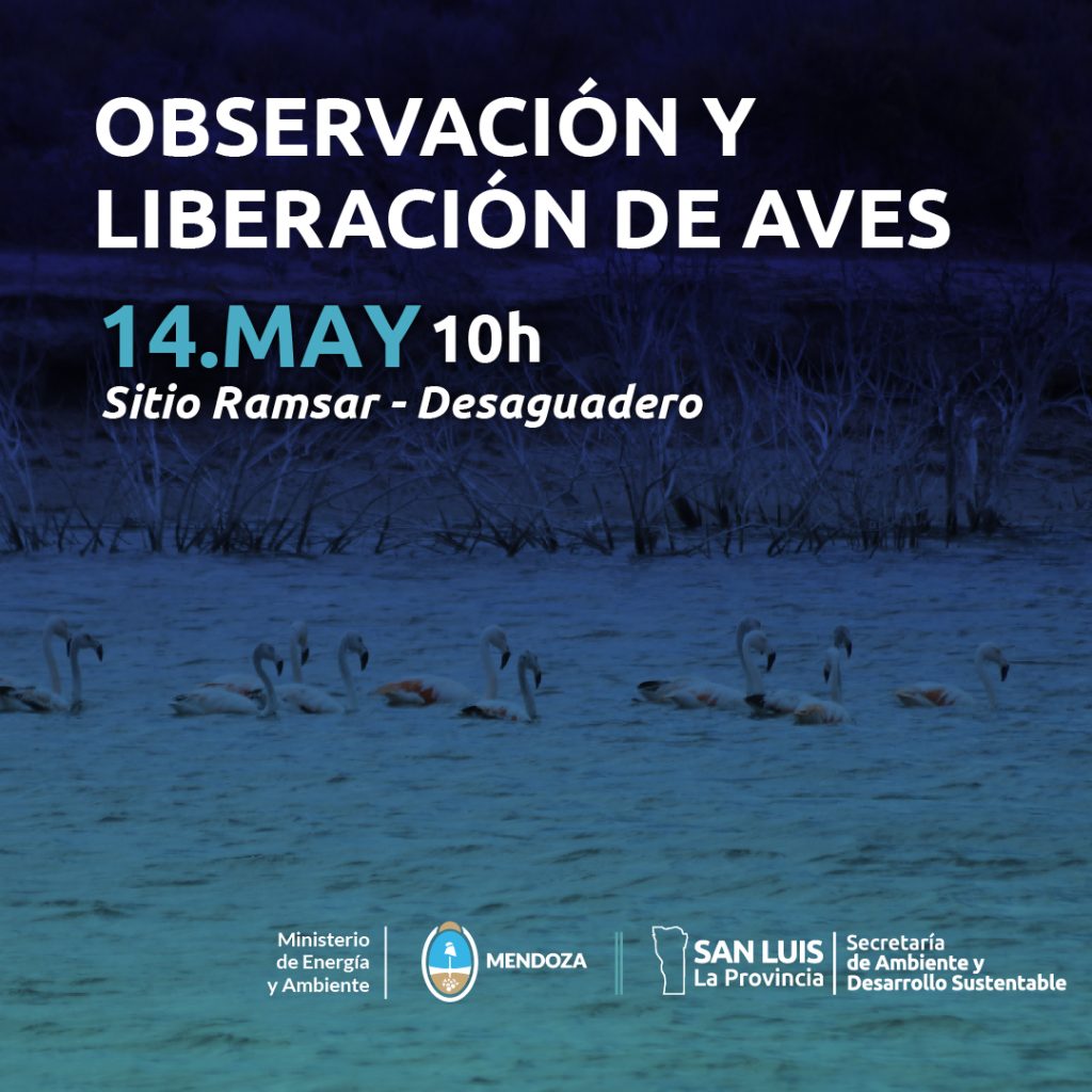 Observacion-liberacion-desaguadero-aves-1.jpg
