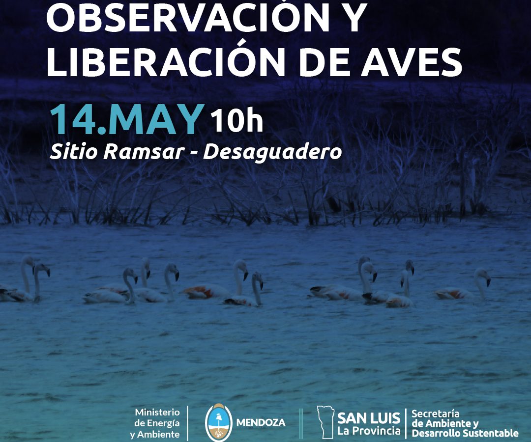 Observacion-liberacion-desaguadero-aves-1.jpg