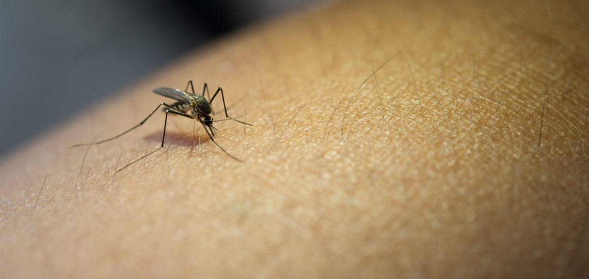 DENGUE.jpg