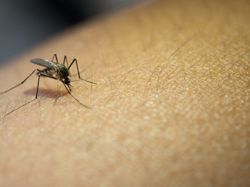 DENGUE.jpg