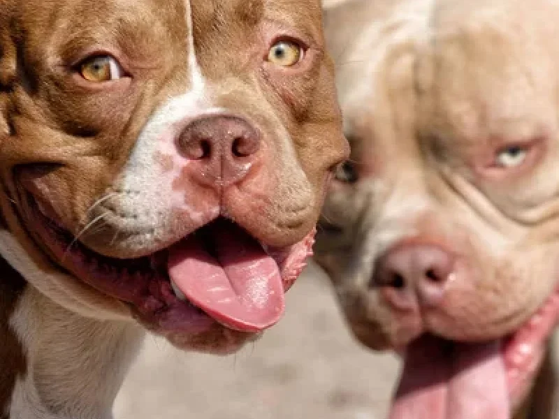 depositphotos_300803434-stock-photo-pit-bull-is-a-service.jpg