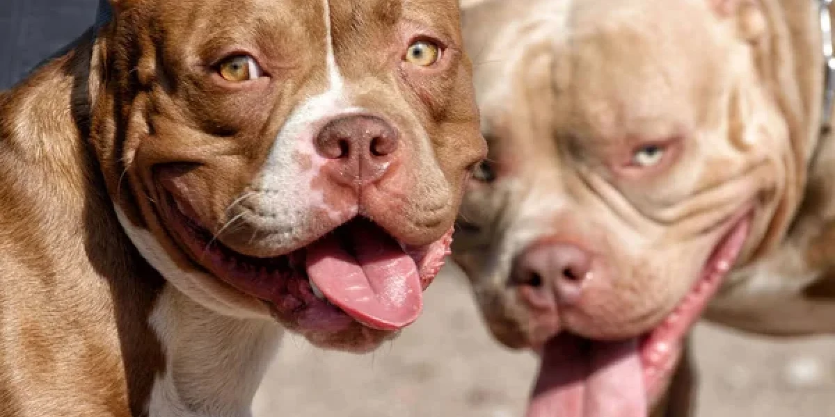 depositphotos_300803434-stock-photo-pit-bull-is-a-service.jpg