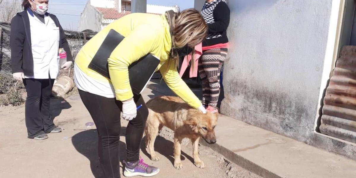 perro merlo.jpeg