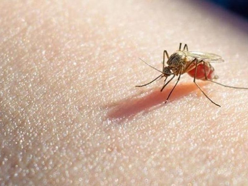 malaria mosquito.jpeg