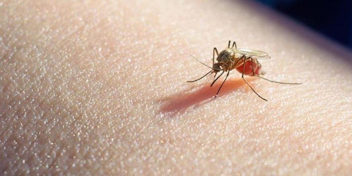 malaria mosquito.jpeg