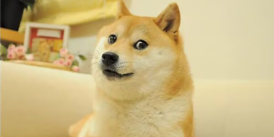 doge.png