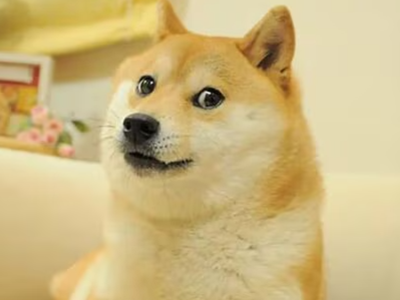 doge.png