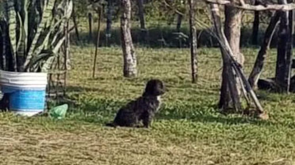 PERRITO AITANA.jpg