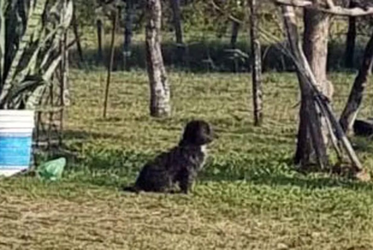 PERRITO AITANA.jpg