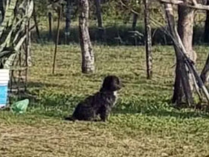 PERRITO AITANA.jpg