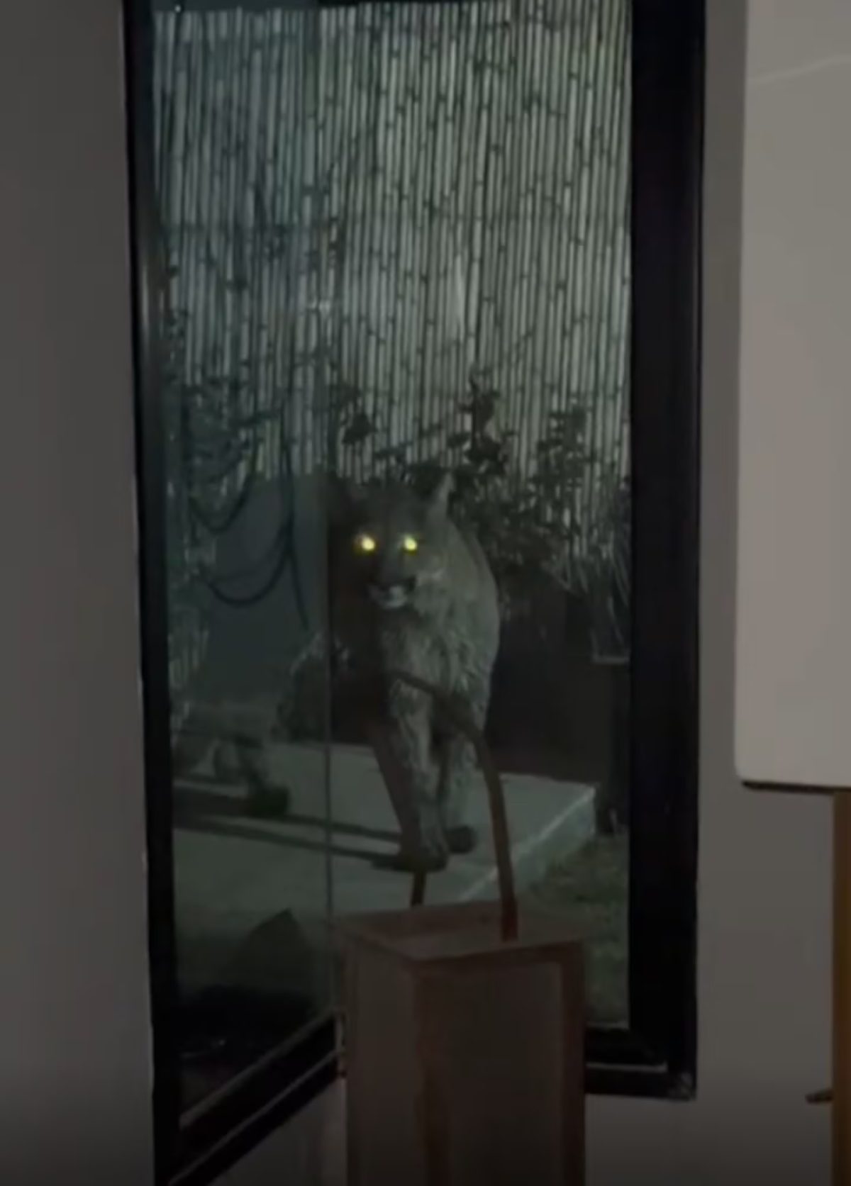 PUMA.jpg
