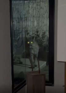 PUMA.jpg