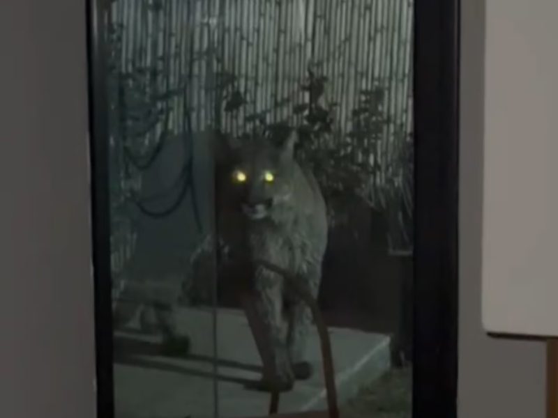 PUMA.jpg