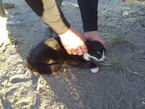 GATO.jpg