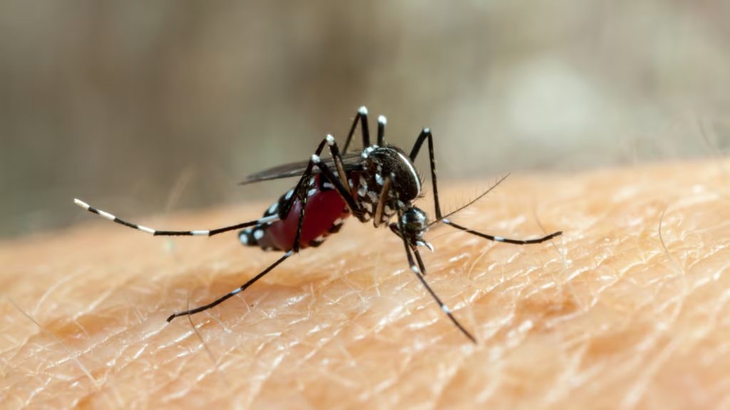 MOSQUIT.jpg