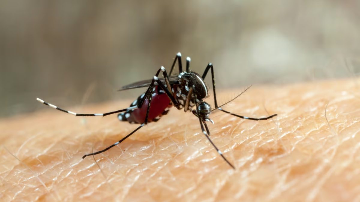 MOSQUIT.jpg