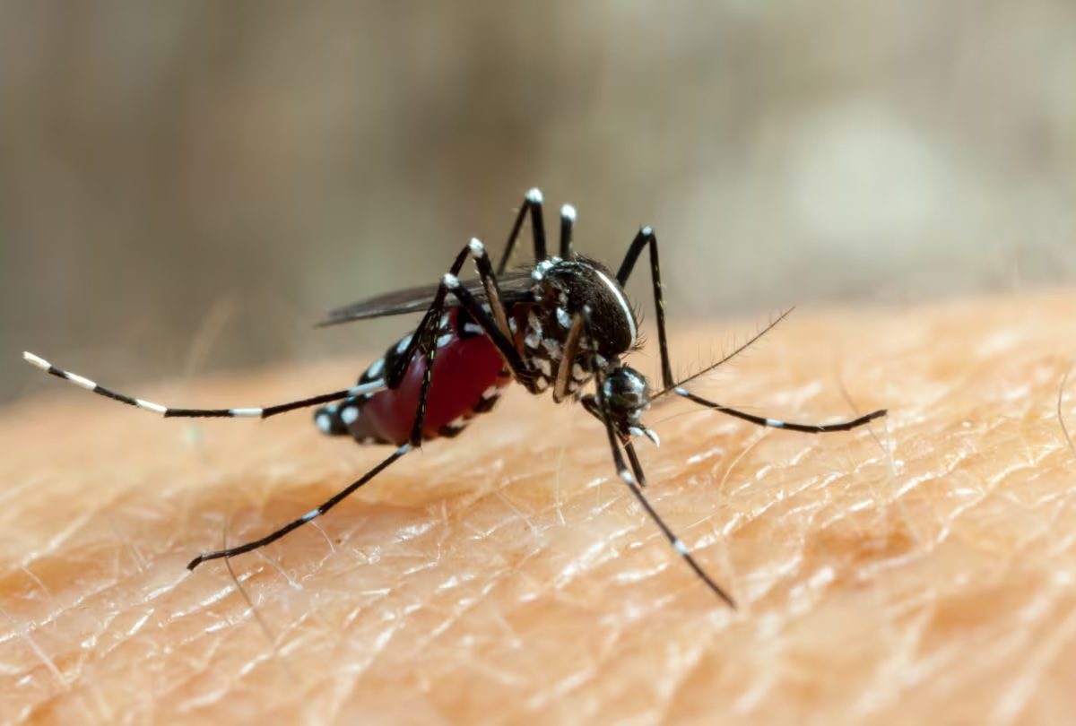 MOSQUIT.jpg