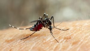 MOSQUIT.jpg
