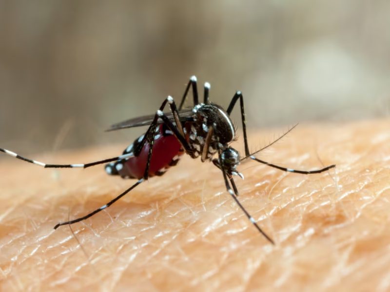 MOSQUIT.jpg