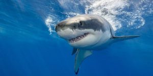 tiburones-e1588033520746.jpg