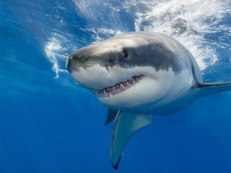 tiburones-e1588033520746.jpg