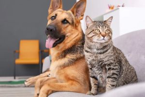 PERRO Y GATO.jpg