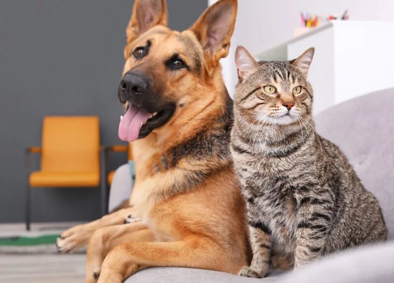PERRO Y GATO.jpg