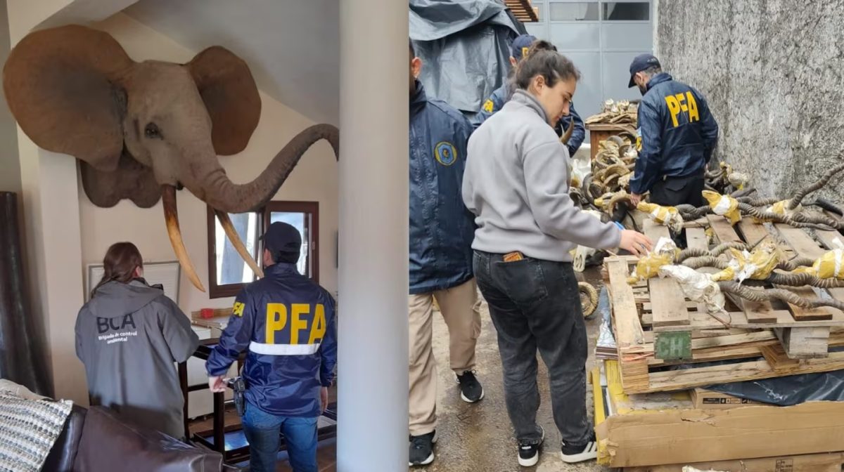 ELEFANTE.jpg