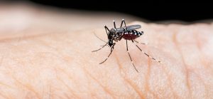 DENGUE.jpg