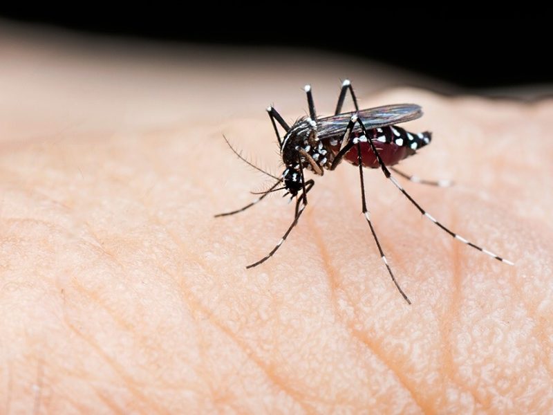 DENGUE.jpg