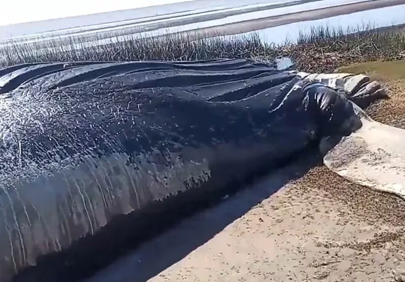 BALLENA.jpg