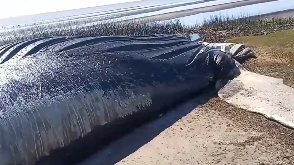 BALLENA.jpg