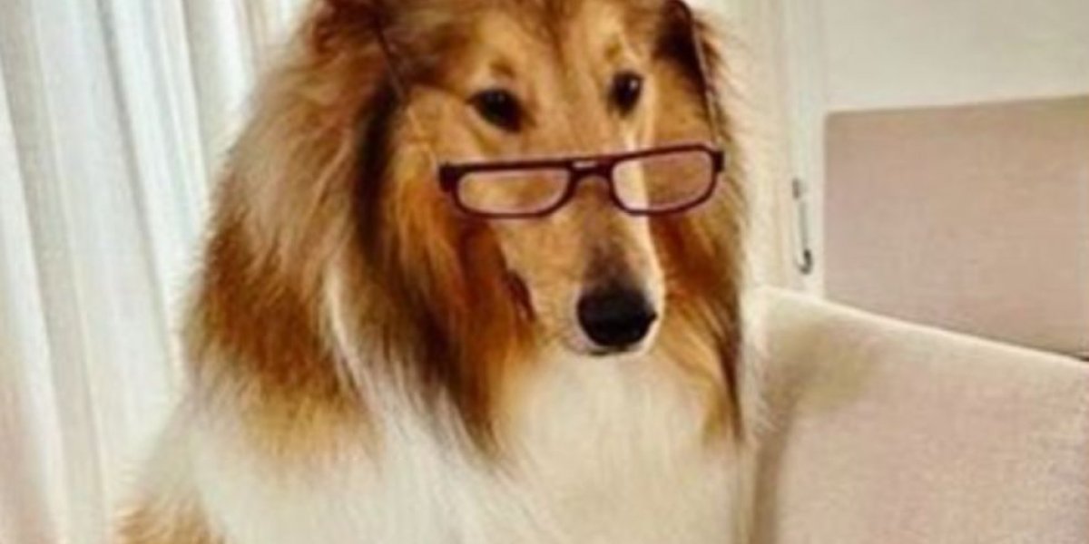 dylan-el-perro-del-presidente-alberto-fernandez-20220304-1321497.jpg