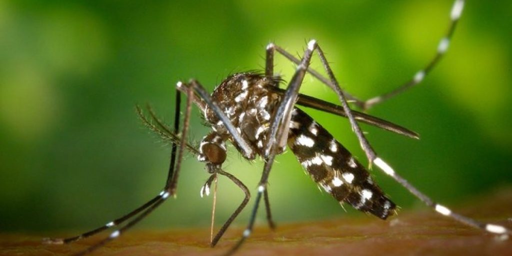 MOSQUITP.jpg