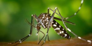 MOSQUITP.jpg