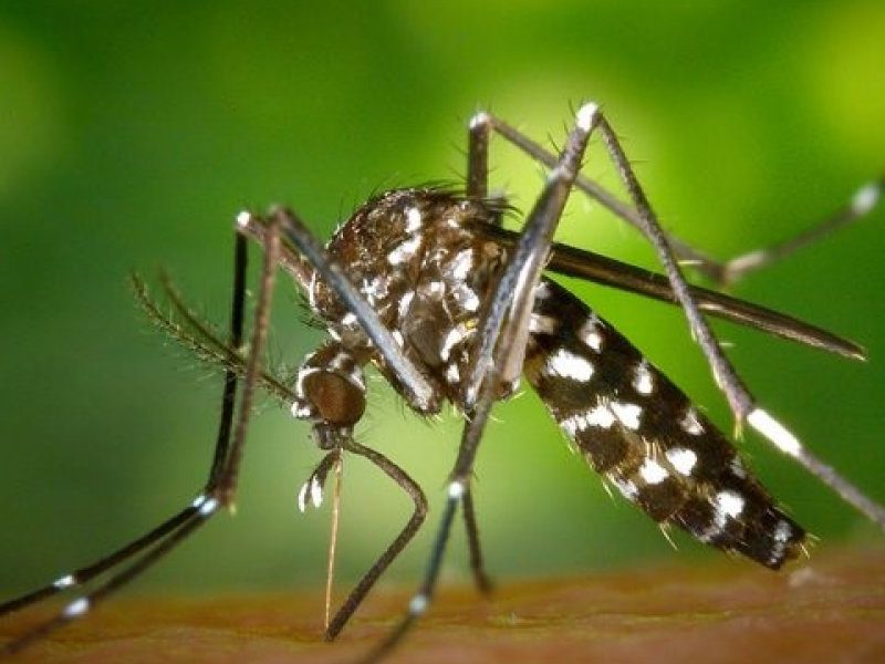 MOSQUITP.jpg