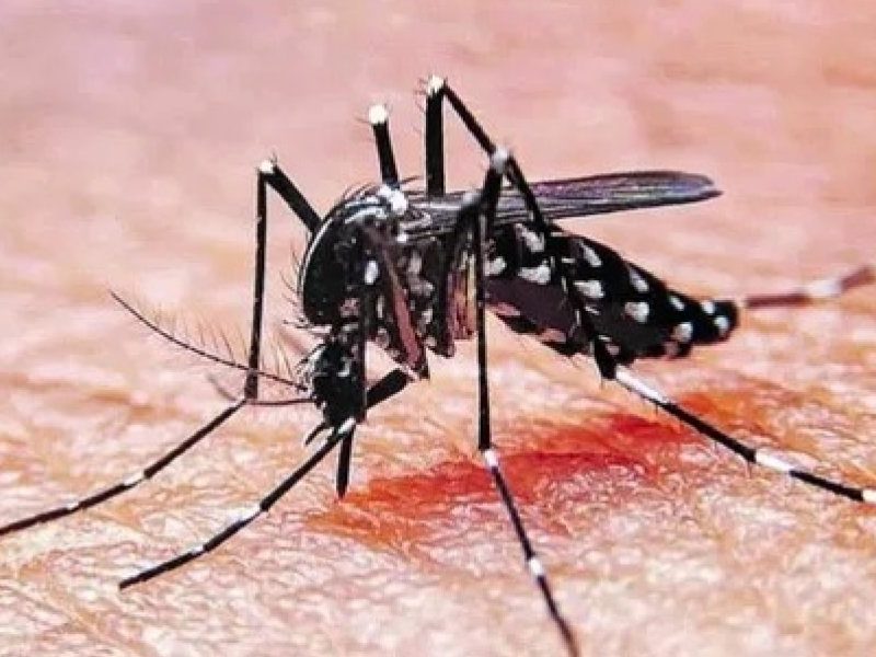 MOSQUITO.jpg