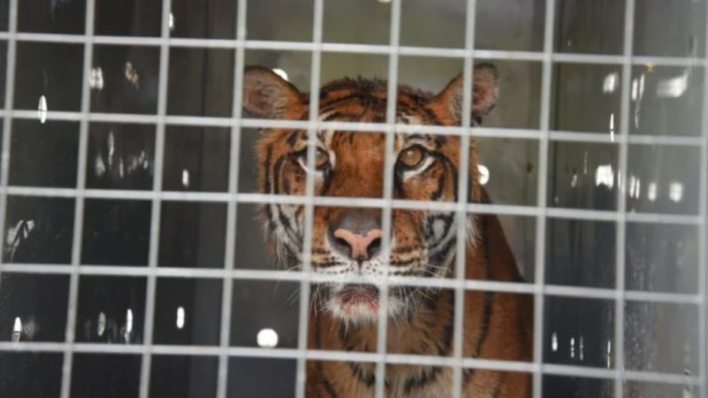 TIGRE.jpg