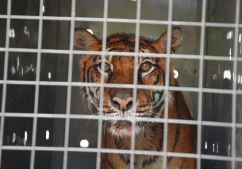 TIGRE.jpg