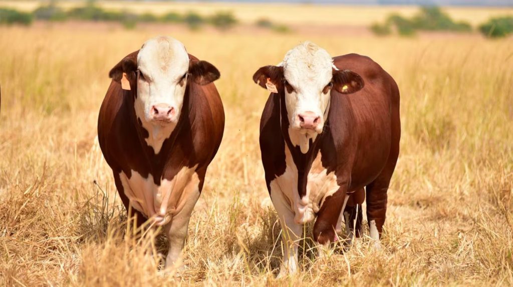 VACAS.jpg