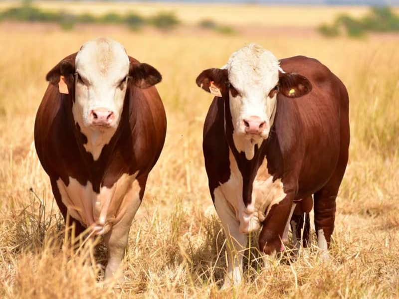 VACAS.jpg